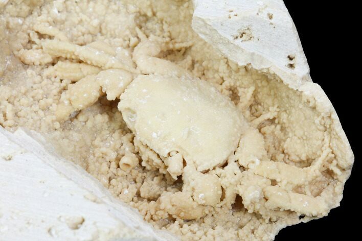 Fossil Crab (Potamon) Preserved in Travertine - Turkey #121378